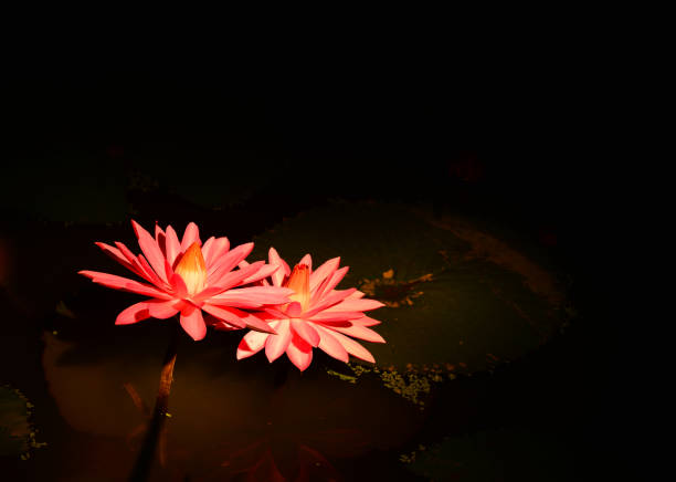Wildflower water lilies blooming in the pond in summer