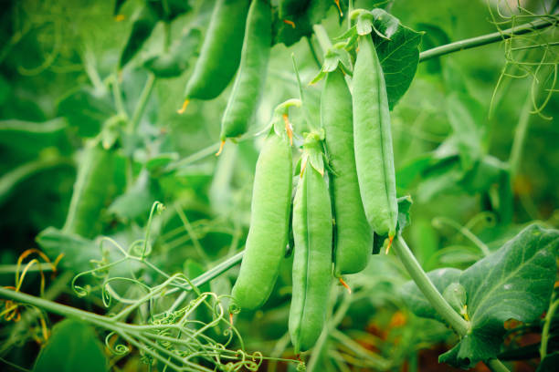 guisantes verdes que crecen en el jardín. jardinería y agricultura, guisantes orgánicos frescos frescos verdes en la rama en el jardín. - bean pod fotografías e imágenes de stock