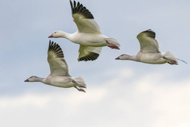 istock snow geese flying in the sky 1360468137