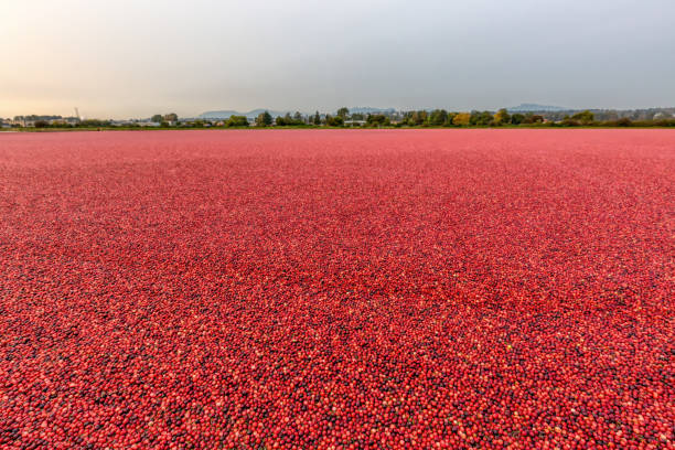 farm cranberry bog, Richmond, BC, Canada