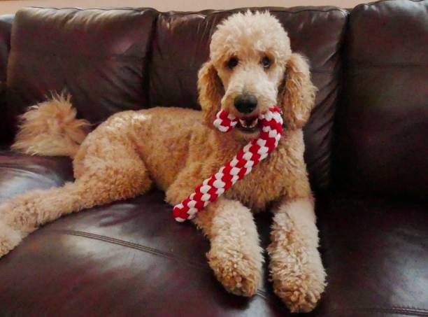 istock Dogs of Christmas 1360470226