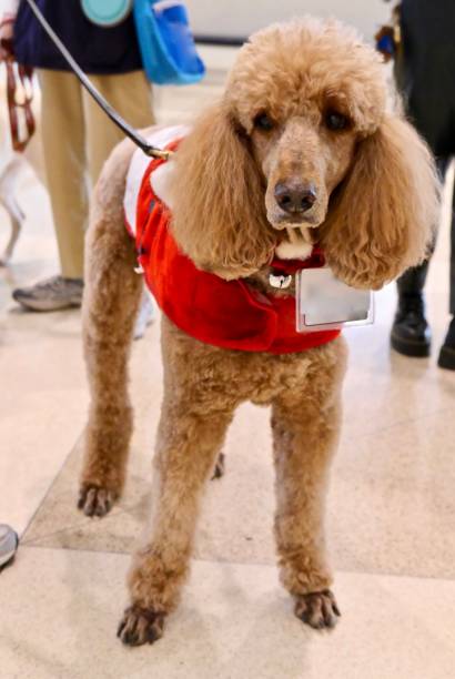 istock Dogs of Christmas 1360470231