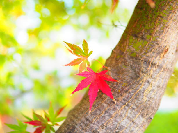 紅葉 - autumn leaf japanese maple red ストックフォトと画像