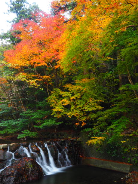 istock Autumn leaves and waterfall 1360471886