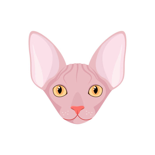 The Head Of A Sphinx Cat Stock Illustration - Download Image Now - Animal,  Animal Body Part, Animal Head - iStock