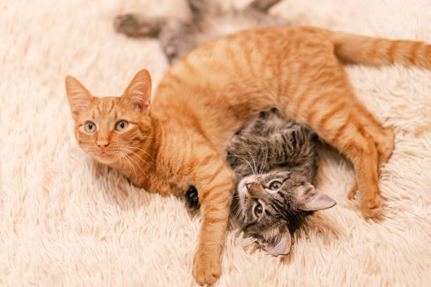 istock beautiful kittens red and gray are resting on the bed 1360472748