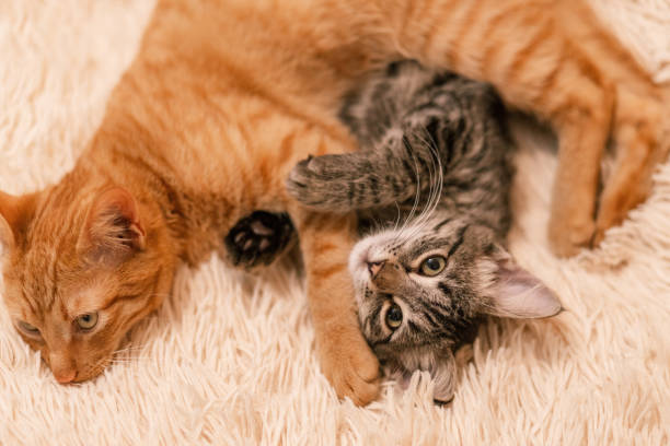 istock beautiful kittens red and gray are resting on the bed 1360472750