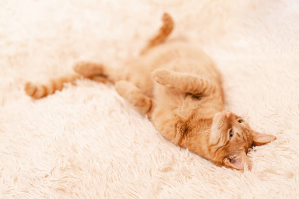 istock beautiful ginger kitten resting on the bed 1360472752