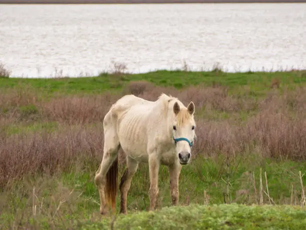 Photo of A skinny sick white horse grazes in a spring meadow by a pond. A horse with a bad leg looks at the camera. The concept of animal care