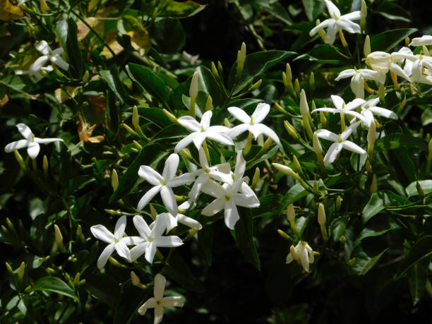 jasmine flowers Jasmine, or Jasminum officinale vine with white flowers in the spring jasminum officinale stock pictures, royalty-free photos & images