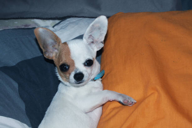istock Chihuahua Small Cute Dog White 1360475523