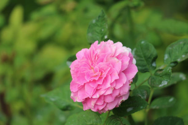 close-up de uma rosa rosa maravilhosa kazanlak rose ou rosa damascena - gallica rose - fotografias e filmes do acervo