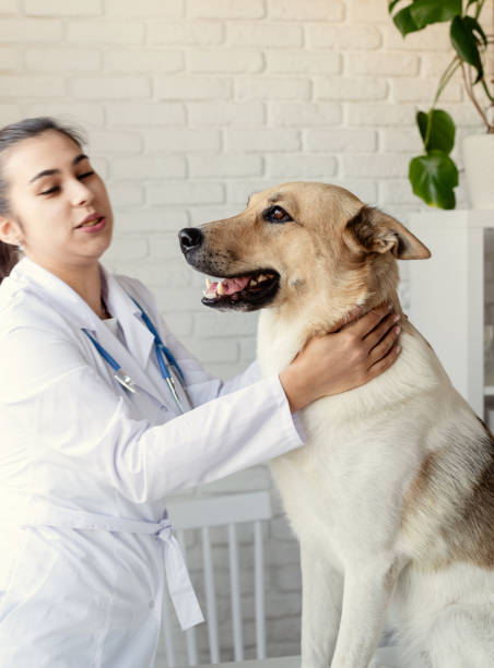 istock Smiling vet examining and brushing mixed breed dog 1360480432