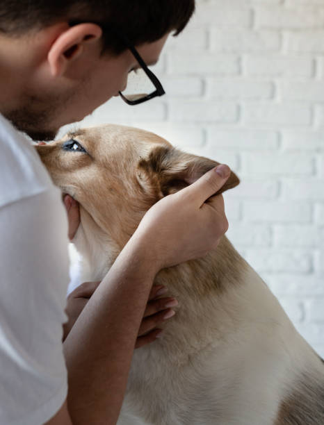 istock Smiling vet examining and brushing mixed breed dog 1360480495