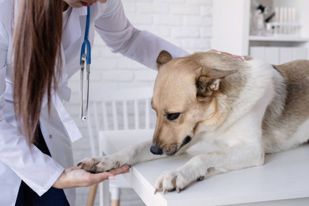 Smiling vet examining and brushing mixed breed dog Vet examining dog. Puppy at veterinarian doctor. Animal clinic. Pet check up and vaccination. Health care. animal doctor stock pictures, royalty-free photos & images