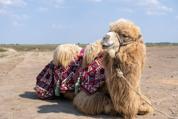 portrait of bactrian camel in kazakhstan. desert steppe transport - bactrianus imagens e fotografias de stock