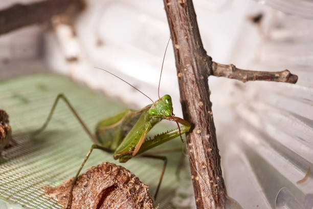 istock Ordinary mantis (lat. Mantis religiosa) thoroughly clean the forelimbs after eating 1360486248