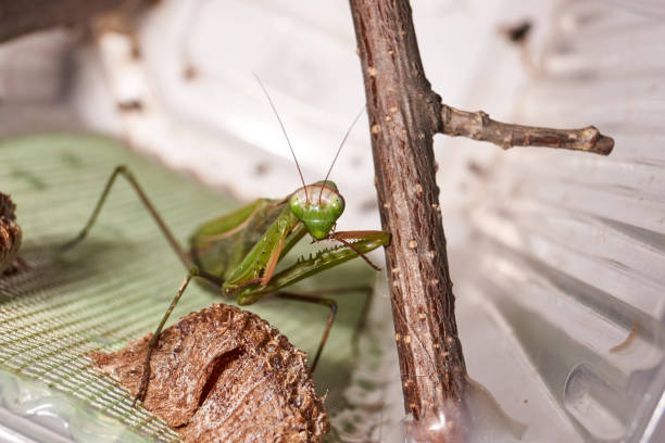 istock Ordinary mantis (lat. Mantis religiosa) thoroughly clean the forelimbs after eating 1360486250
