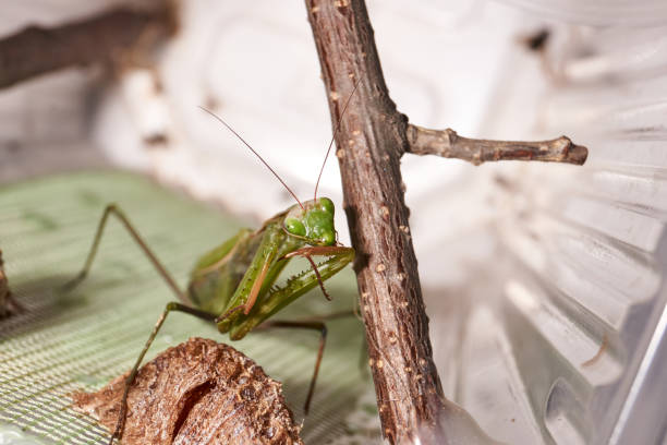 istock Ordinary mantis (lat. Mantis religiosa) thoroughly clean the forelimbs after eating 1360486439