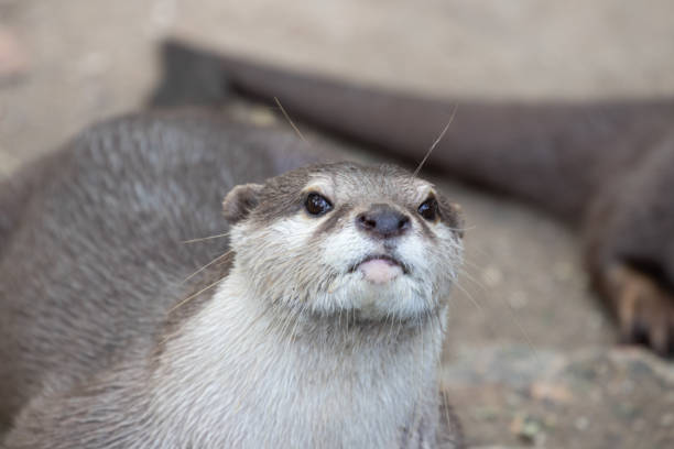 istock Close up Asian Small-Clawed Otter 1360487180