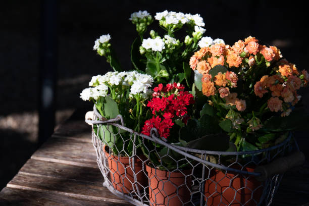 istock Colorful flowers in a basket 1360487181