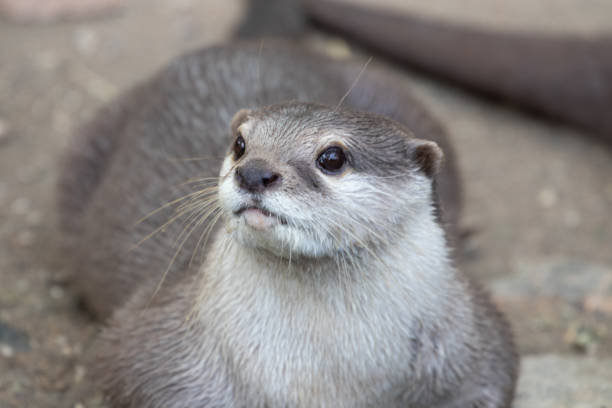 istock Close up Asian Small-Clawed Otter 1360487203