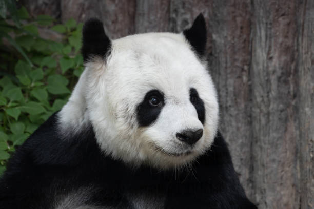 istock A Portrait of Panda 1360487310
