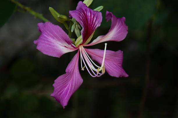 istock Close up Blooming Purple flower 1360487391