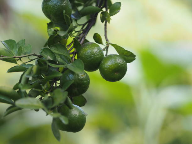 istock Citrus orange fruit sour tree on nature background 1360487673