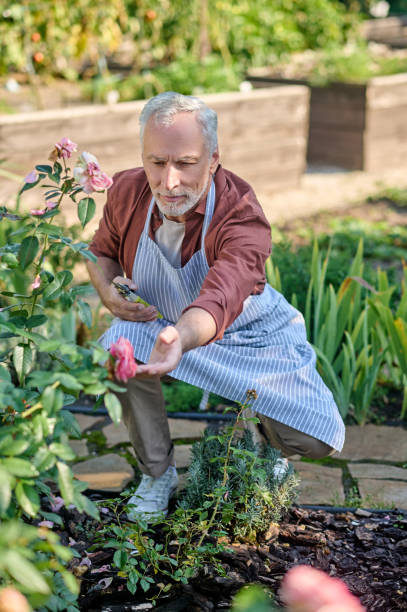 istock Gray-haired man working in a garden and looking concentrated 1360488909