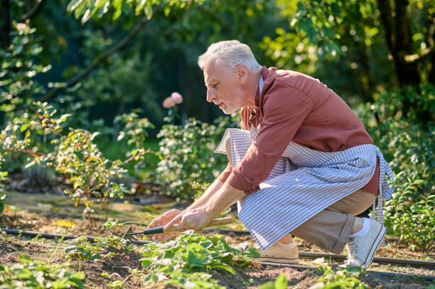 istock Gray-haired gardener raking the ground and looking busy 1360488922