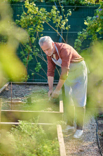 istock Gray-haired gardener raking the ground and looking busy 1360488925