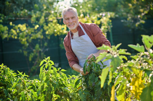 istock Gray-haired mature man working in the hreenhouse 1360488937