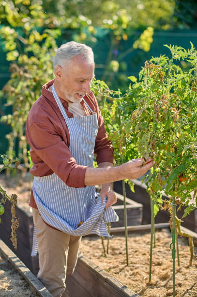 istock Gray-haired mature man working in the hreenhouse 1360488941