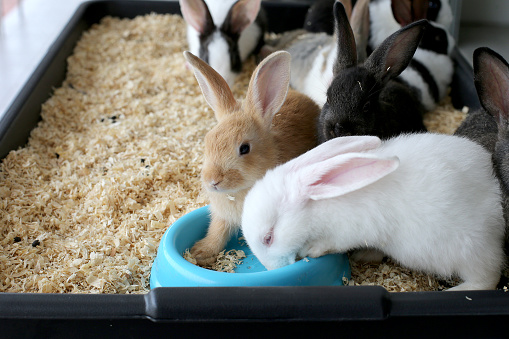 Rabbit enjoying lunch lifestyle.