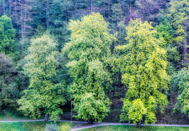 Natural environment with forest and greenery around walking trail in Lasko, Slovenia.