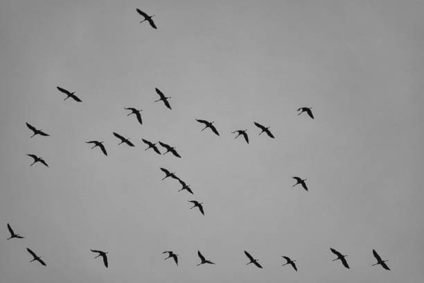 istock Cranes moving in formation in the sky. Migratory birds on the Darss. 1360493325