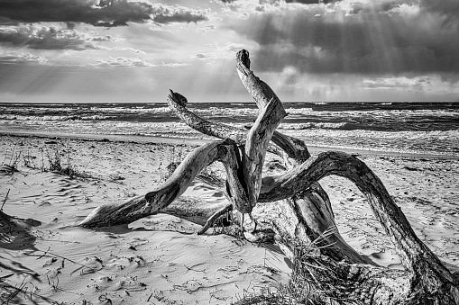 Tree root lying on the Baltic Sea coast on the beach in front of the sea in black and white.