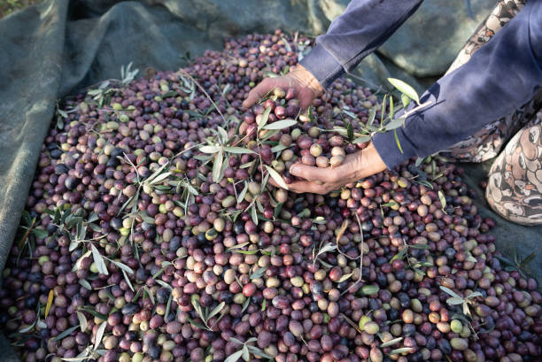 istock Olives harvest farm worker picking olives. 1360493531
