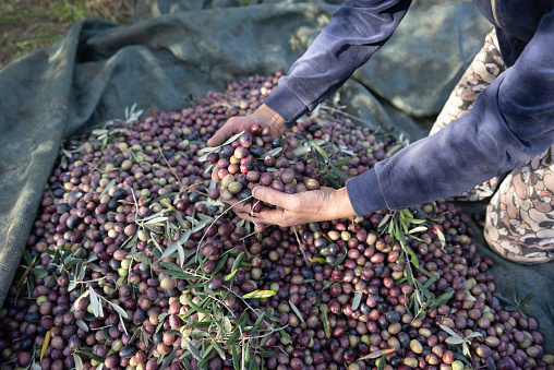 Olives harvest farm worker picking olives at Mediterranean