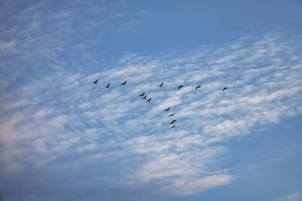 istock Cranes moving in formation in the sky. Migratory birds on the Darss. 1360494149