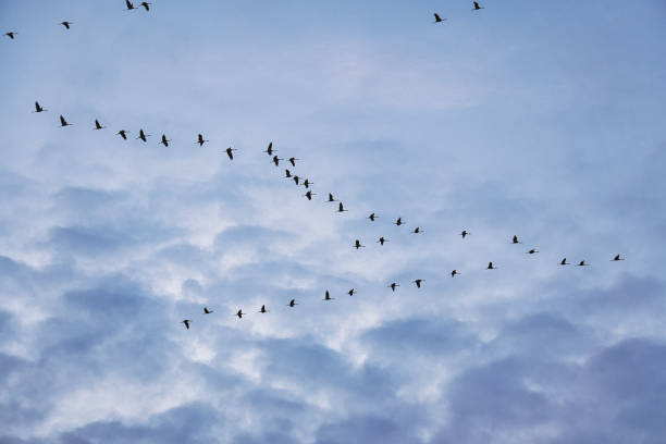 istock Cranes moving in formation in the sky. Migratory birds on the Darss. 1360494150