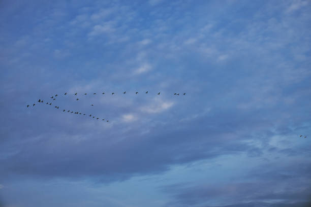istock Cranes moving in formation in the sky. Migratory birds on the Darss. 1360494316