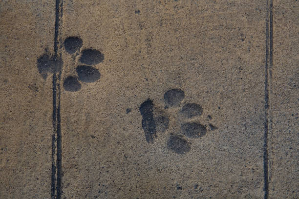 istock Dog tracks are imprinted in the road surface. 1360495881
