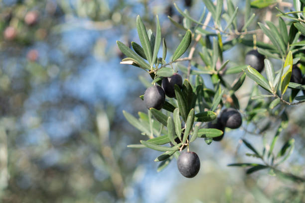 Black Olives Fruit on the Tree stock photo