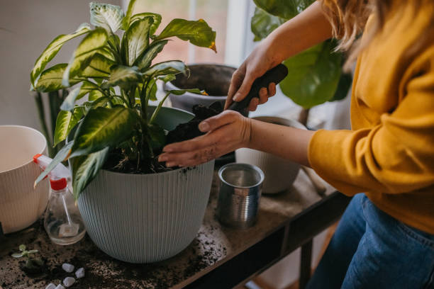 istock Woman repotting house plants 1360496999