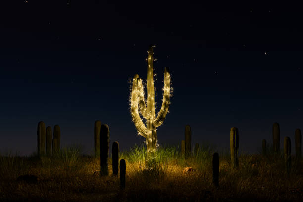 kakteen geschmückt mit weihnachtsbeleuchtung - kaktus stock-fotos und bilder