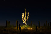 istock cactus decorated with Christmas lights 1360498045