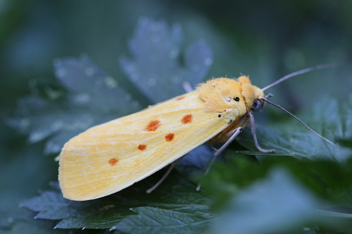 Close-up photo of Agape chloropyga, or 'yellow tiger moth', resting on leaves of Italian parsley.