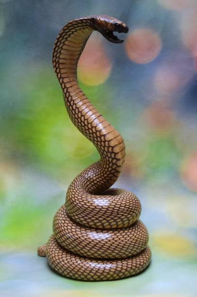 königskobra aus nächster nähe - cobra snake aggression king cobra stock-fotos und bilder